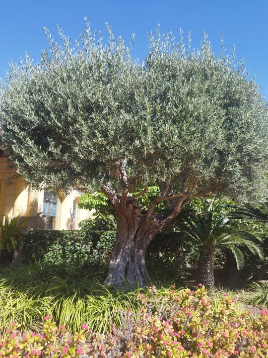 Gartenanlage Zafiro Mallorca