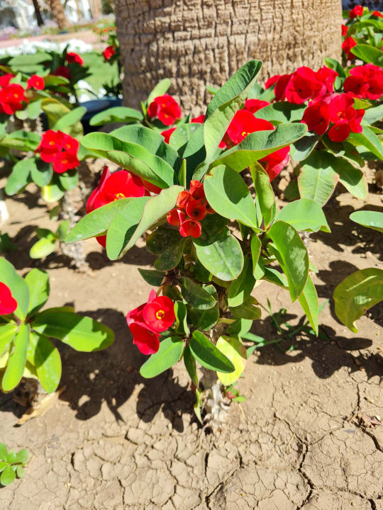 Gartenanlage Desert Rose