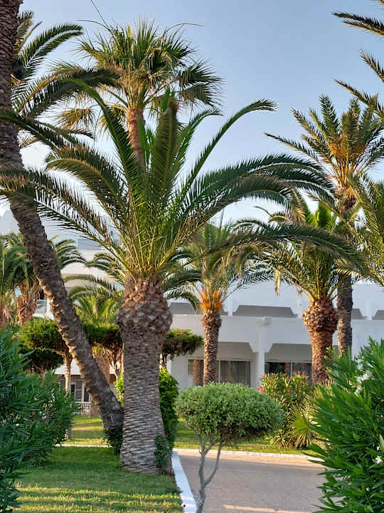 Gartenanlage TUI BLUE Palm Beach Hammamet