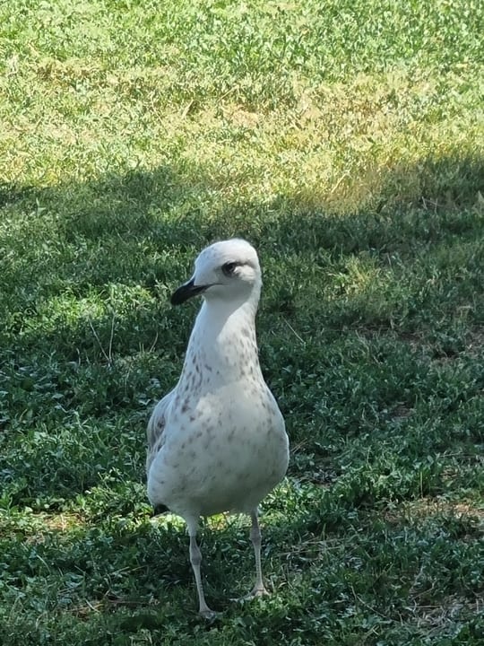 Gartenanlage TUI MAGIC LIFE Beldibi +16