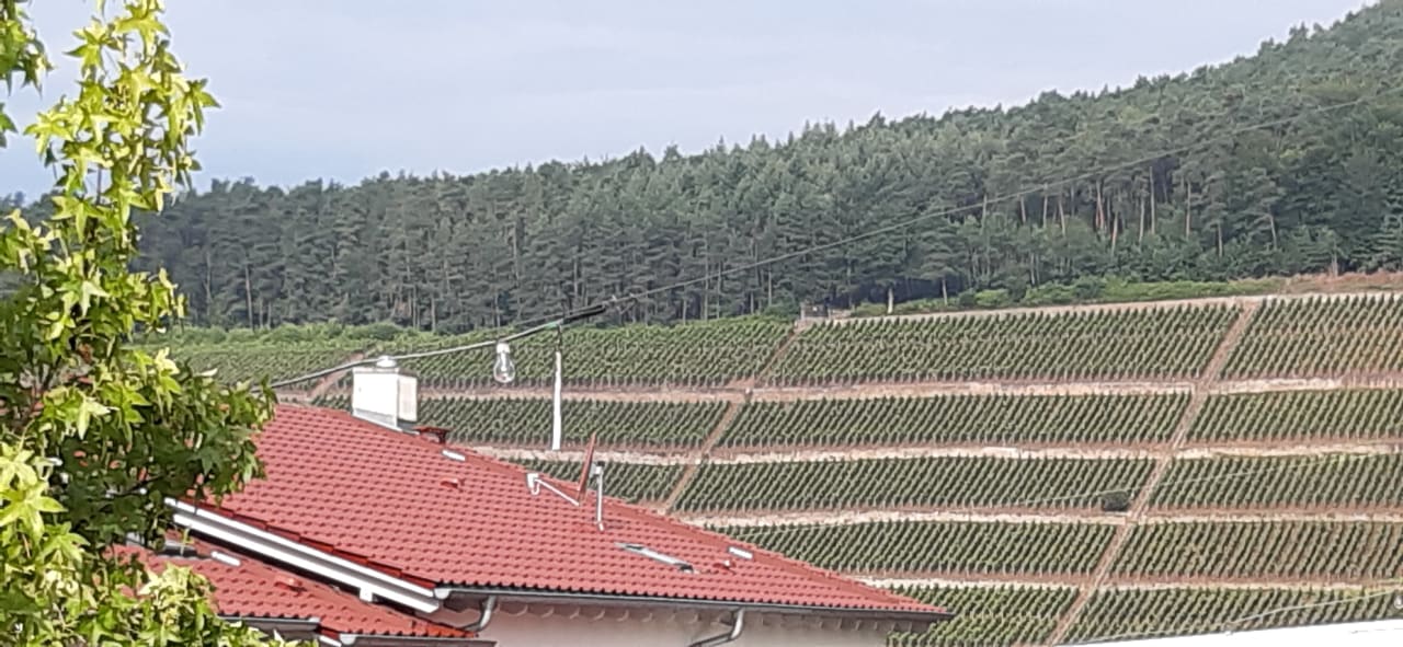 Ausblick Main-Vinotel Weingut Helmstetter