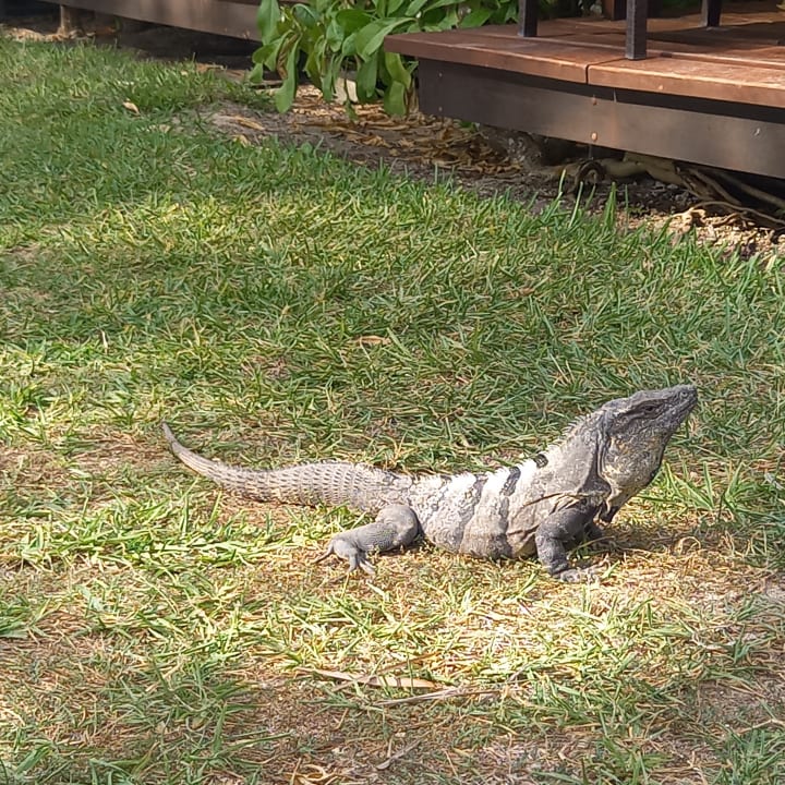 Gartenanlage Akumal Bay Beach & Wellness Resort