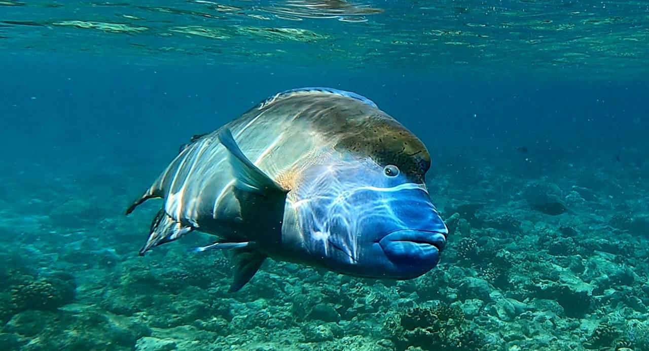 Sonstiges Ellaidhoo Maldives by Cinnamon