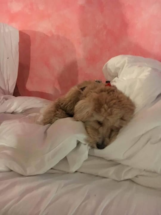 Bett The Marmara Antalya Hotel