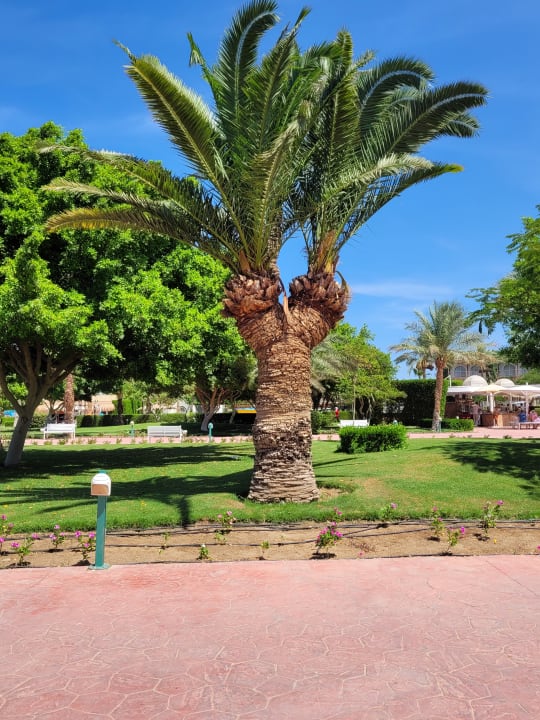 Gartenanlage Desert Rose