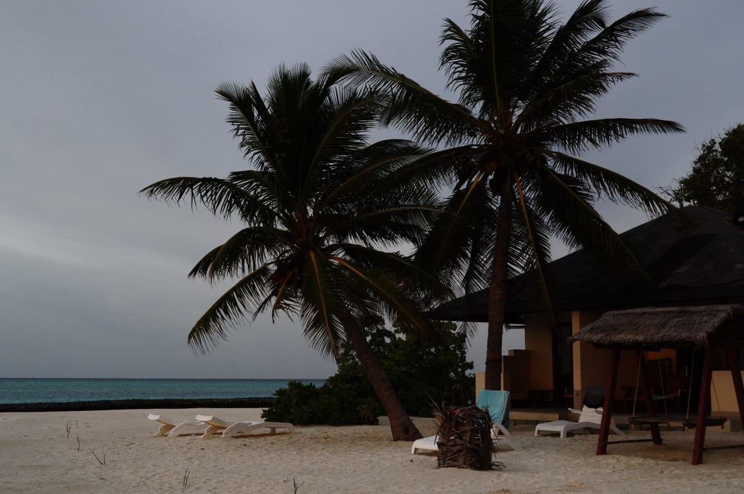 Palme vor Bungi 210 Summer Island Maldives