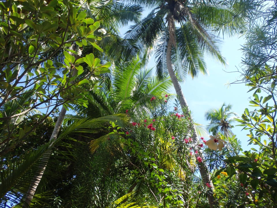 Garten Kuramathi Maldives
