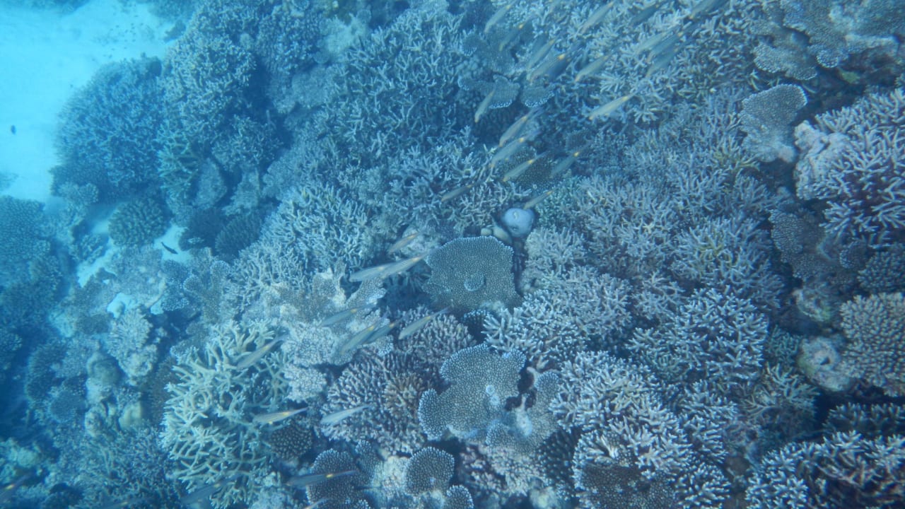 Korallenriff Ausflug Adaaran Select Meedhupparu Island Resort - Premium All Inclusive