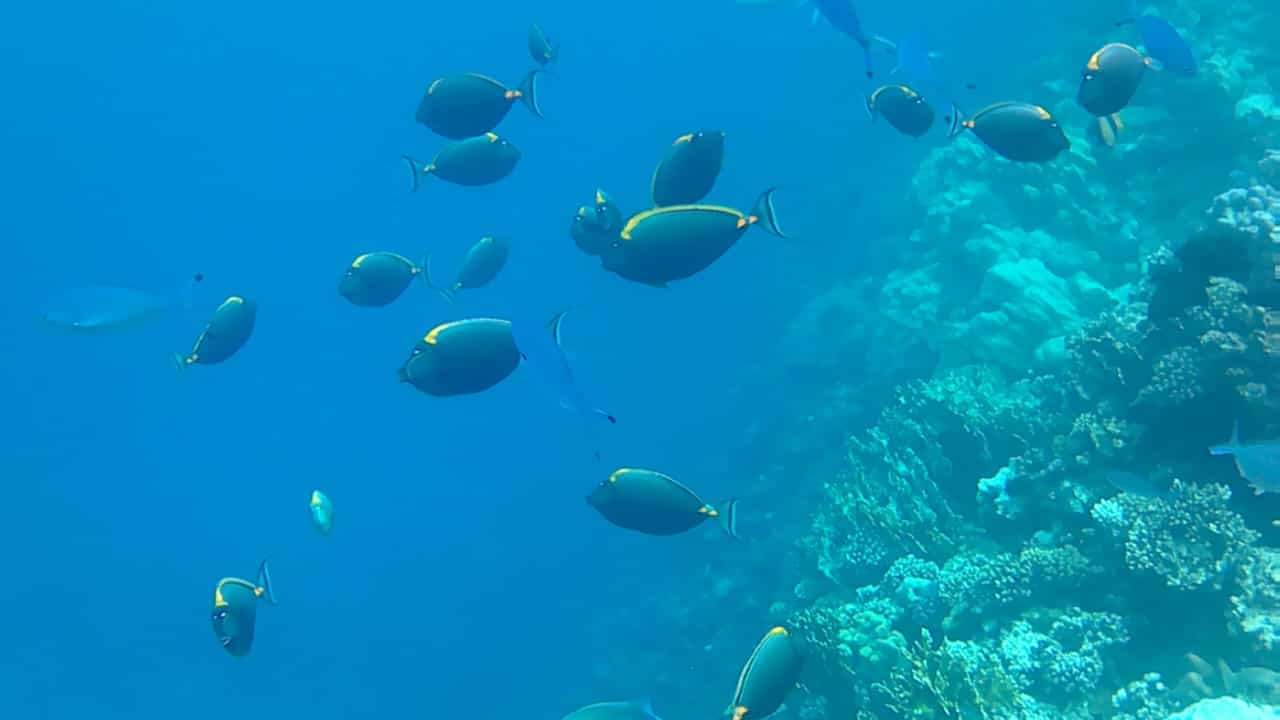 Sport & Freizeit Pickalbatros Palace Hotel-Port Ghalib