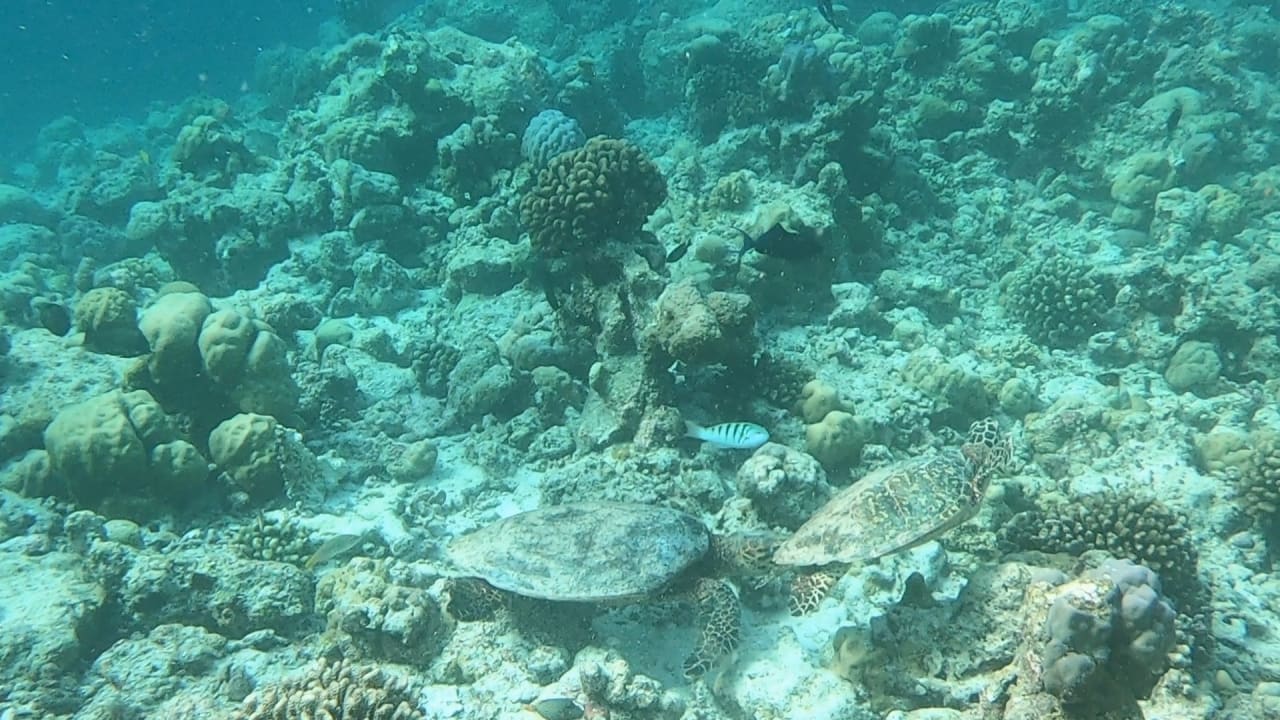 Sport & Freizeit NH Collection Maldives Reethi Resort