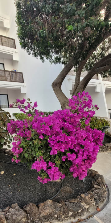 Gartenanlage Sol Fuerteventura Jandia - All Suites