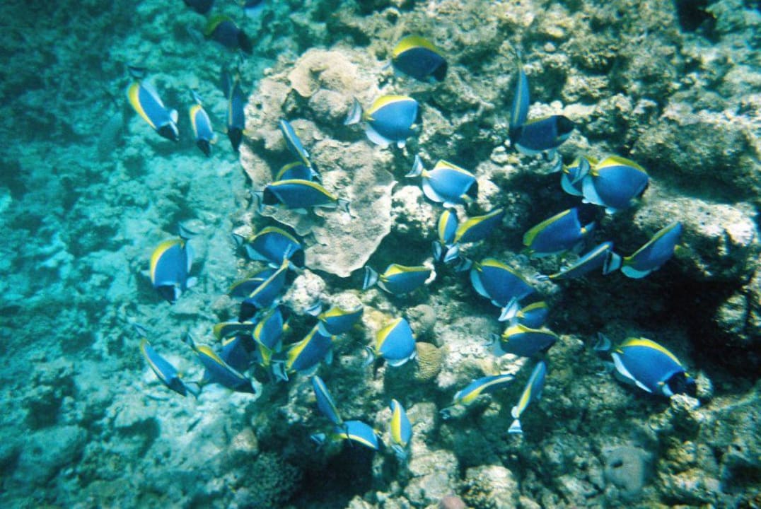 Weißkehl-Doktorfische beim Schnorcheln Eri Maldives