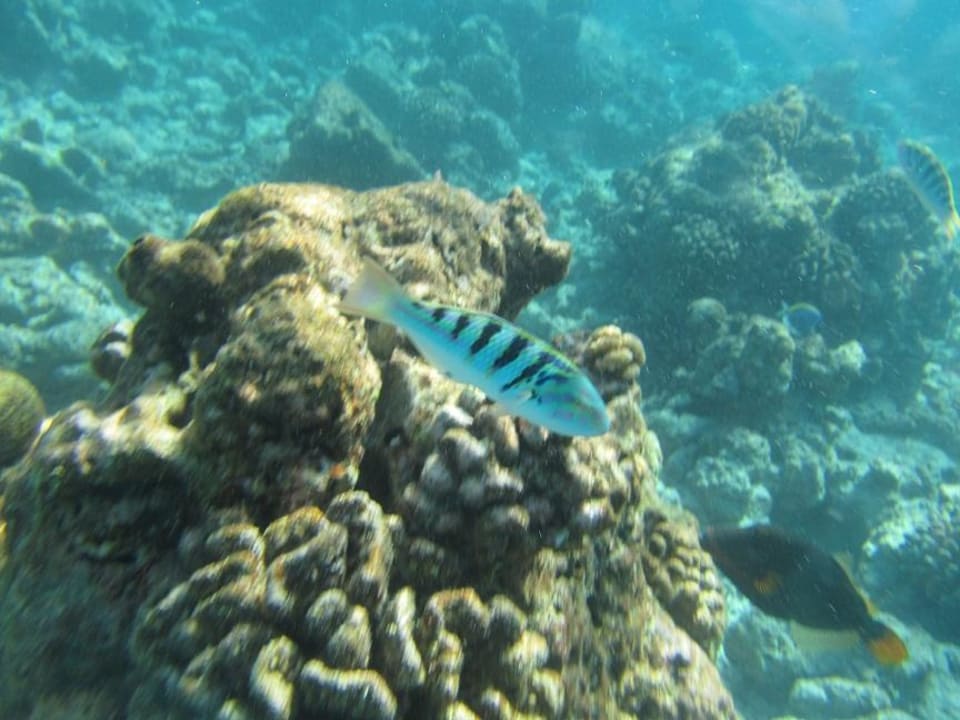 Riff um die Hotelinsel NH Collection Maldives Reethi Resort