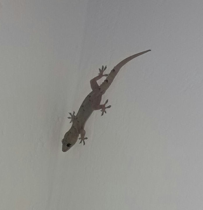 Sonstiges Neptune Village Beach Resort & Spa