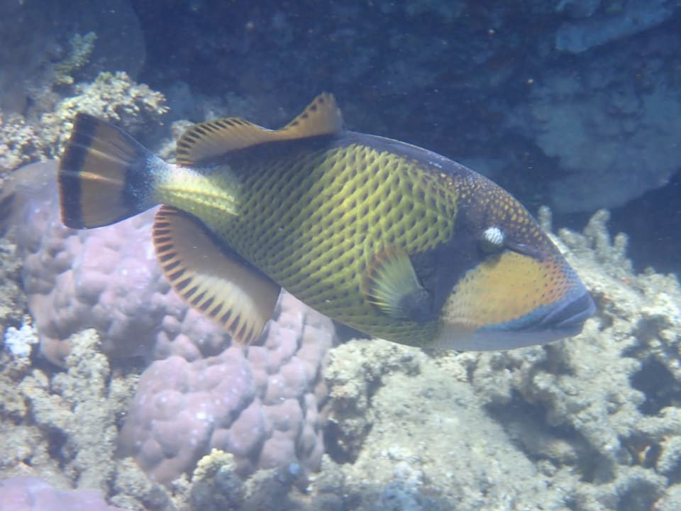 Sport & Freizeit Three Corners Equinox Beach Resort