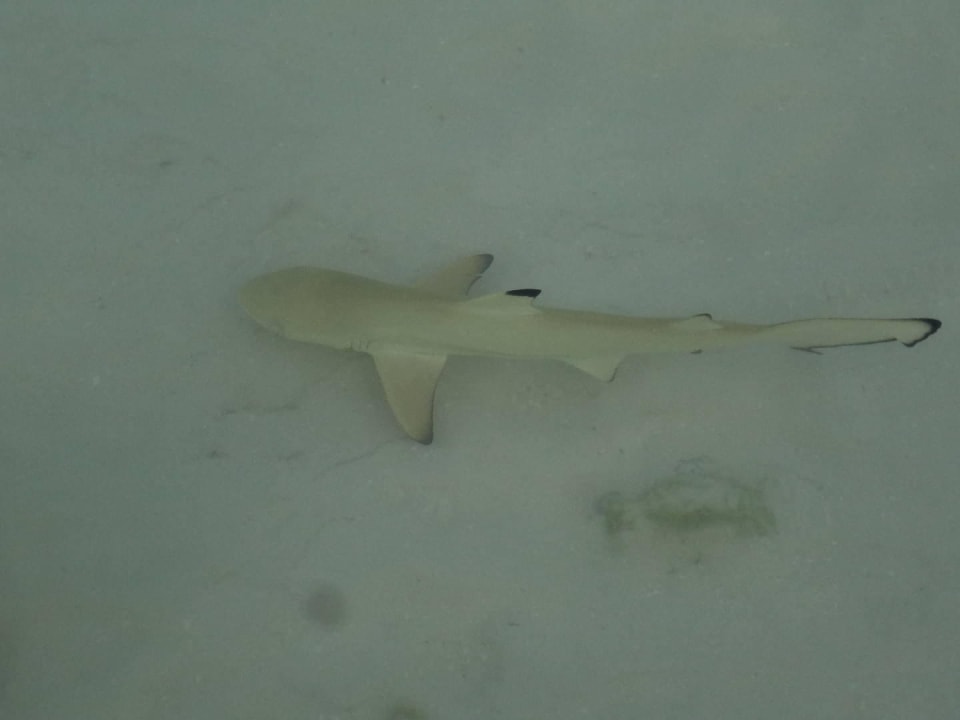 Lagune O-Resort Kuredu Island Resort & Spa