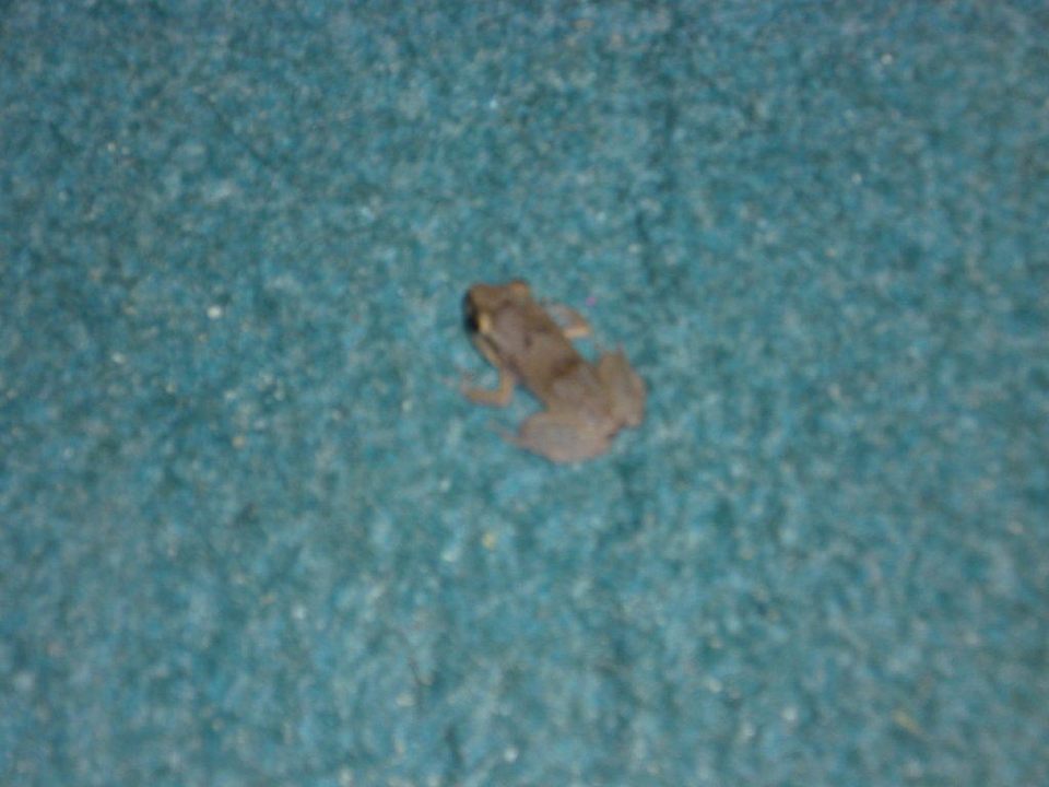 Frosch die Nachtaktiven Hotel Grand Pineapple Beach Negril