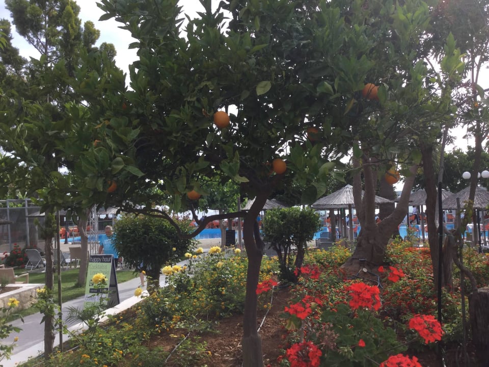 Corissia Park Corissia Beach Hotel