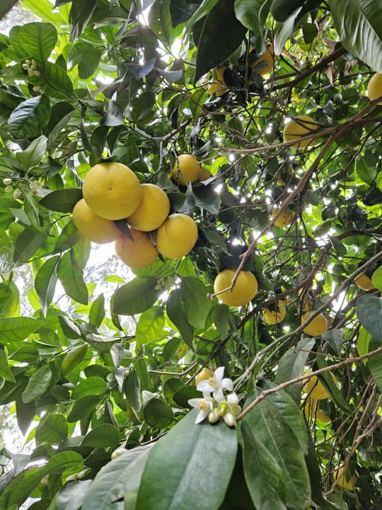 Gartenanlage Arum Barut Collection