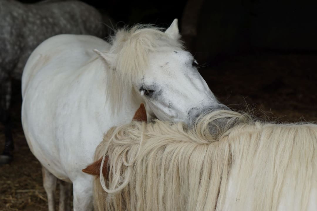 Sport & Freizeit Ferienhof Feinen
