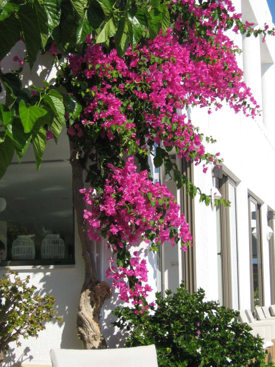 Hotel Maritimo Beach Hotel