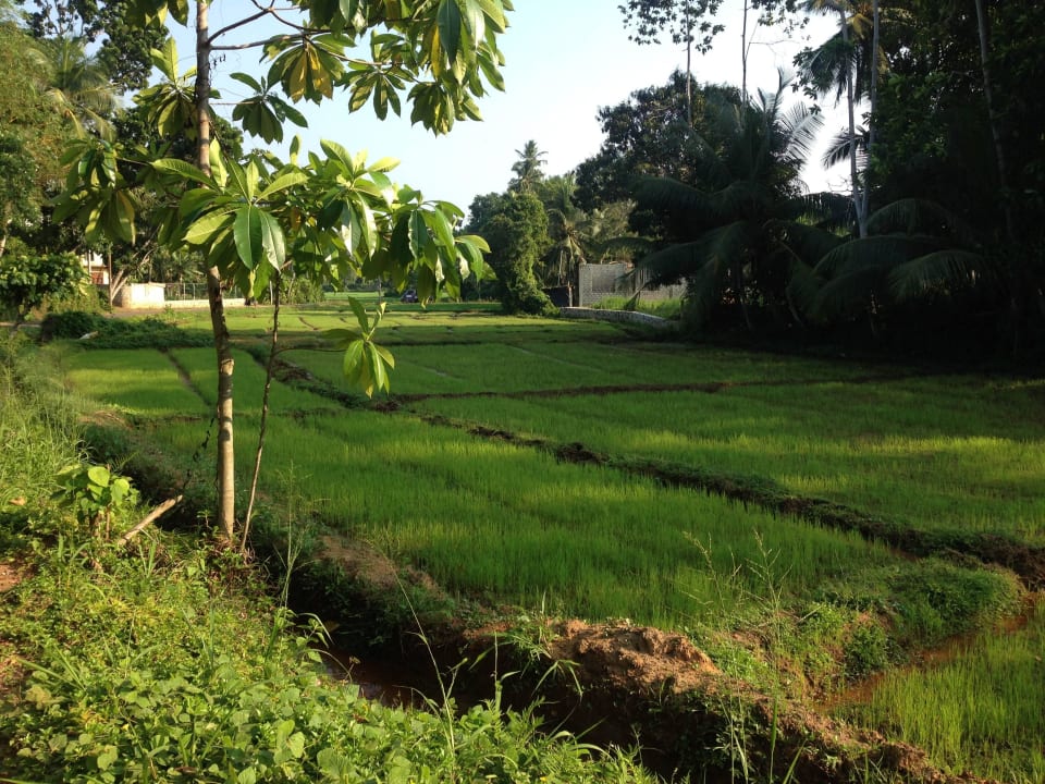 Reisfelder auf dem Weg zum Strand Villa Safira Ayurveda Residence