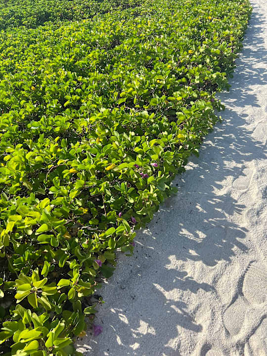 Gartenanlage Cinnamon Velifushi Maldives - Free One-Way Speedboat and 02 Kids Under 12 Stay & Dine Free