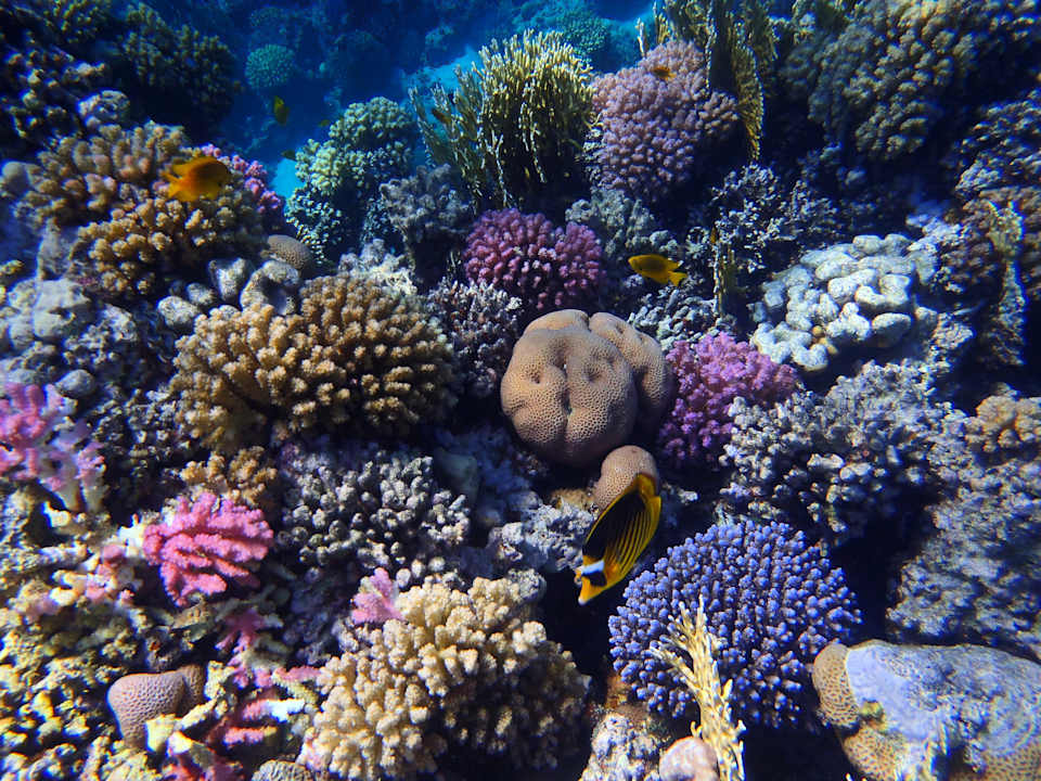 Sport & Freizeit JAZ Elite Asteria