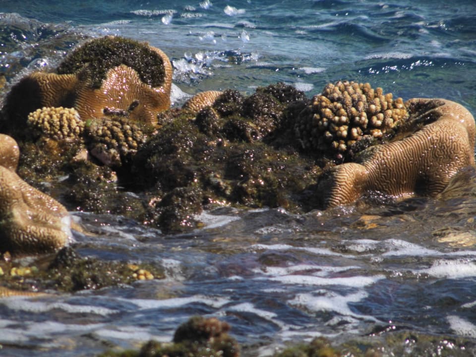 Korallen bei Ebbe Pickalbatros Citadel Resort