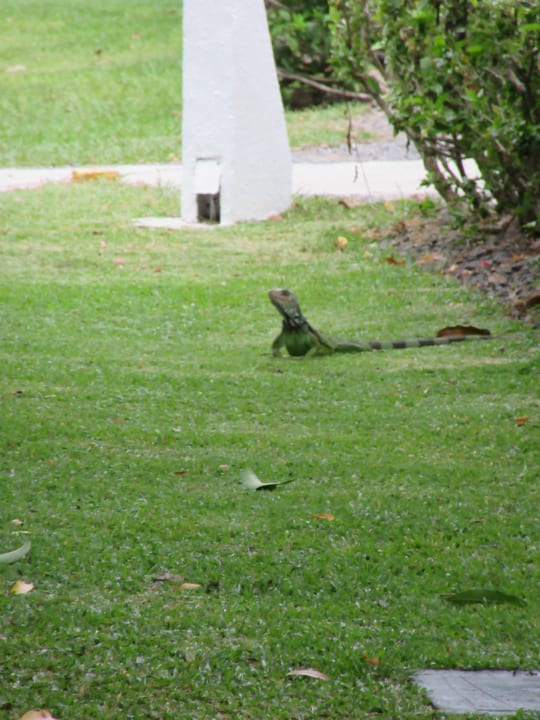 Gartenanlage Grand Decameron Panama, A Trademark All Inclusive Resort