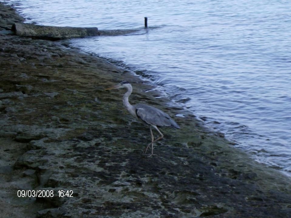 Der tägliche Besucher Summer Island Maldives