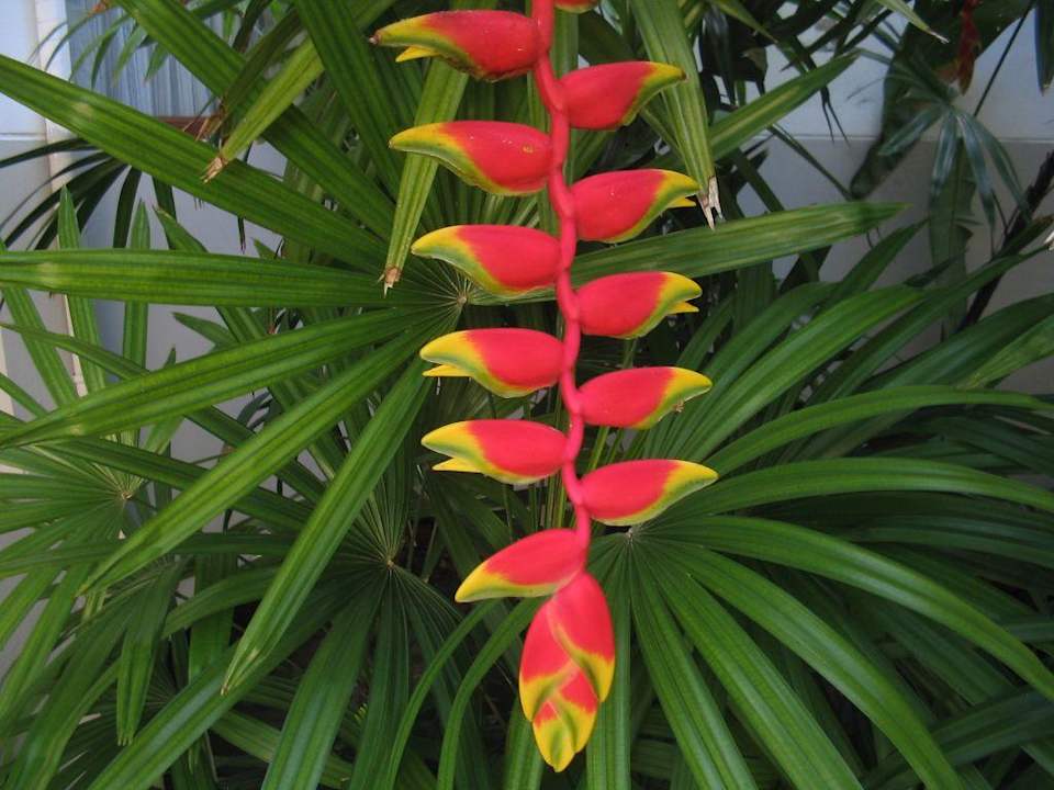 Blumenpracht Banana Fan Sea Resort