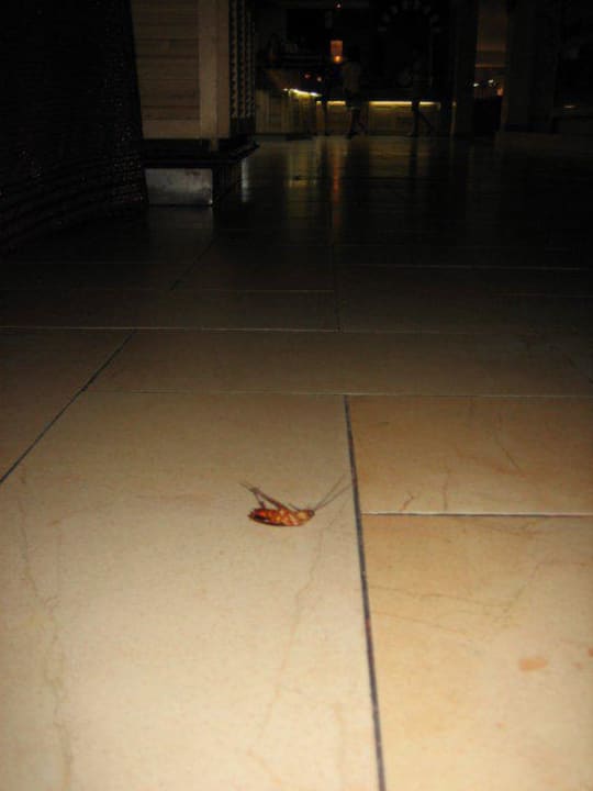 Cockraoch in dinning room Hotel Paradis Palace