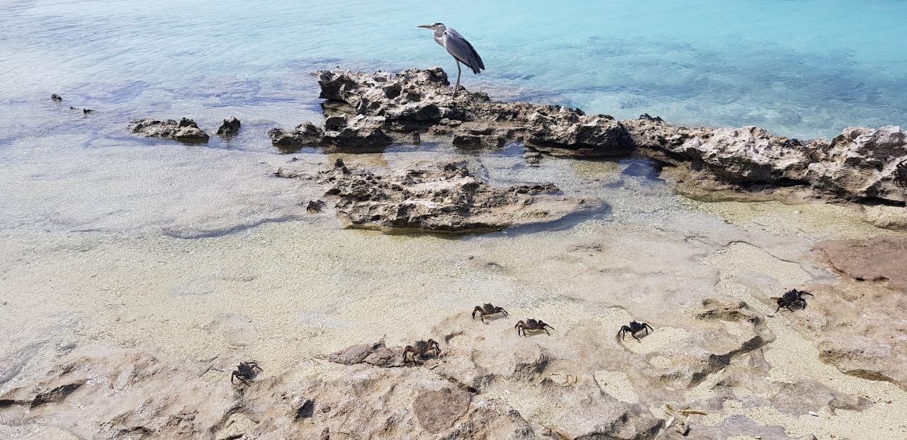 Strand Summer Island Maldives