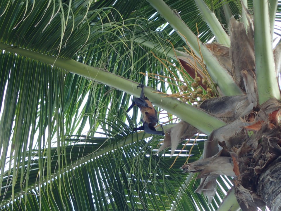 Sonstiges Kuredu Island Resort & Spa