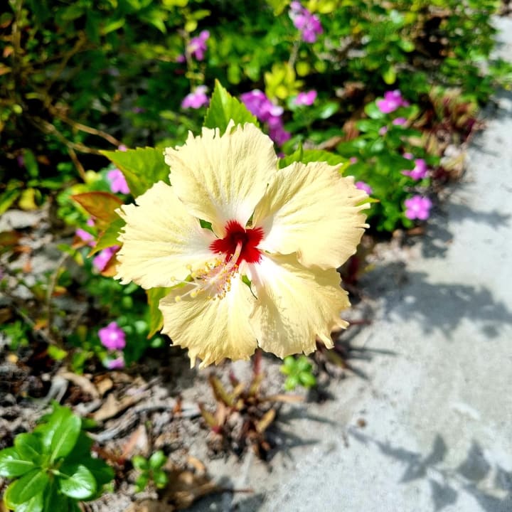 Gartenanlage Hondaafushi Island Resort