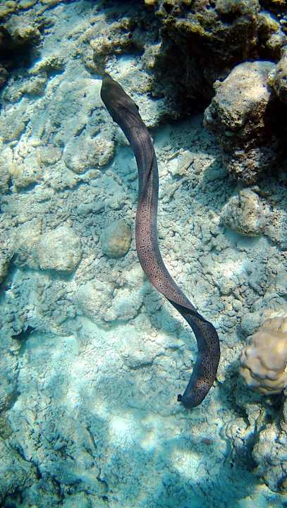 Sonstiges Vilamendhoo Island Resort & Spa