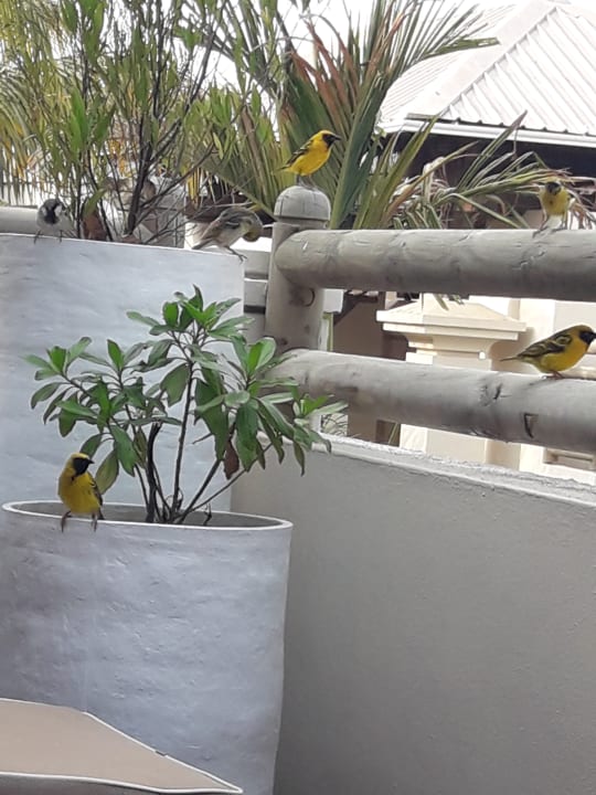 Zimmer Lagoon Attitude - Adults only