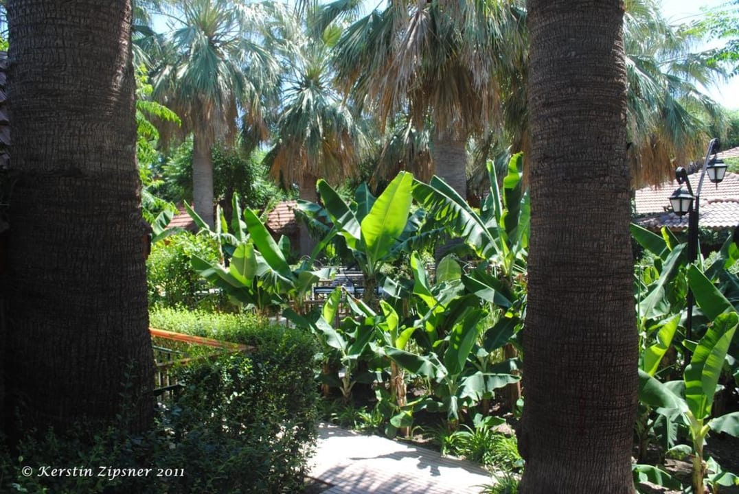 Palmen Can Garden Beach