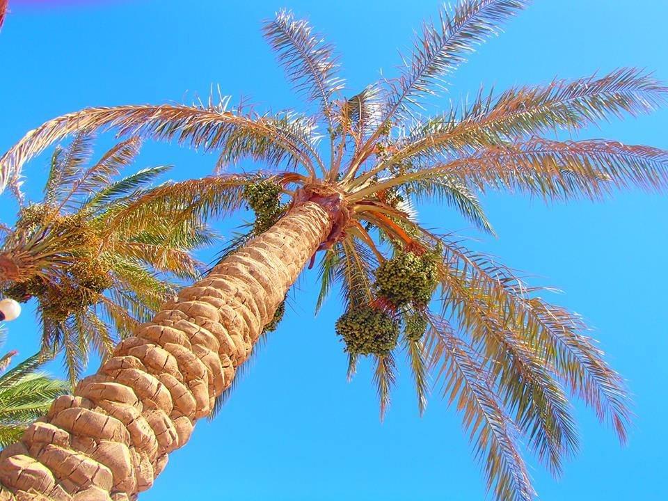 Garden Arabia Azur Resort