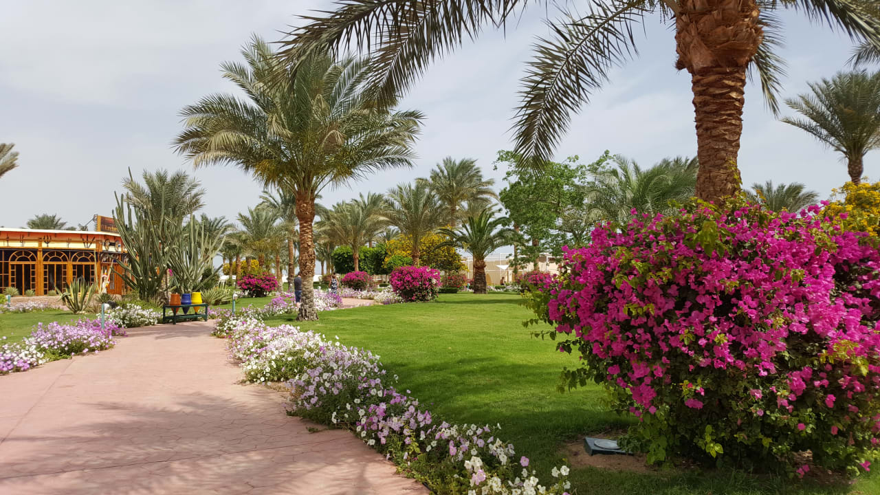 Gartenanlage Desert Rose