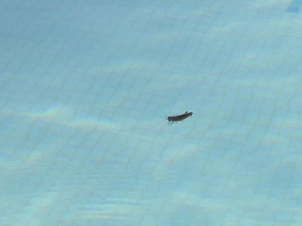 Mitbewohner im Pool Hotel Nesrine