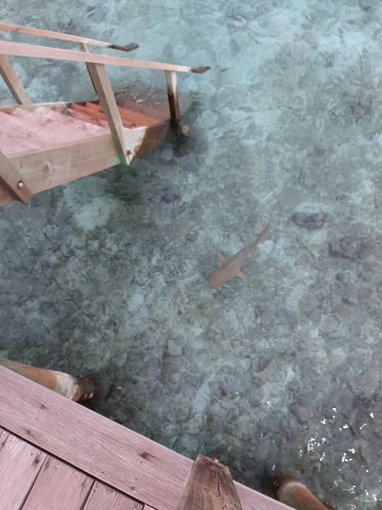 Strand Meeru Maldives Resort Island