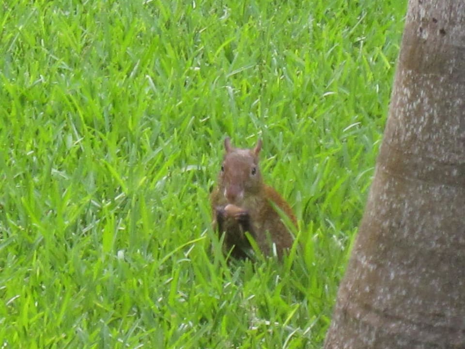 Süßes Tierchen Grand Palladium Kantenah Resort & Spa