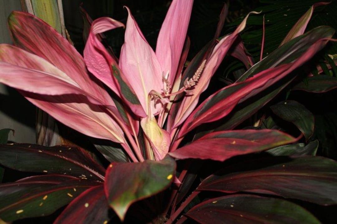 Nur bunt Anantara Bophut Koh Samui Resort