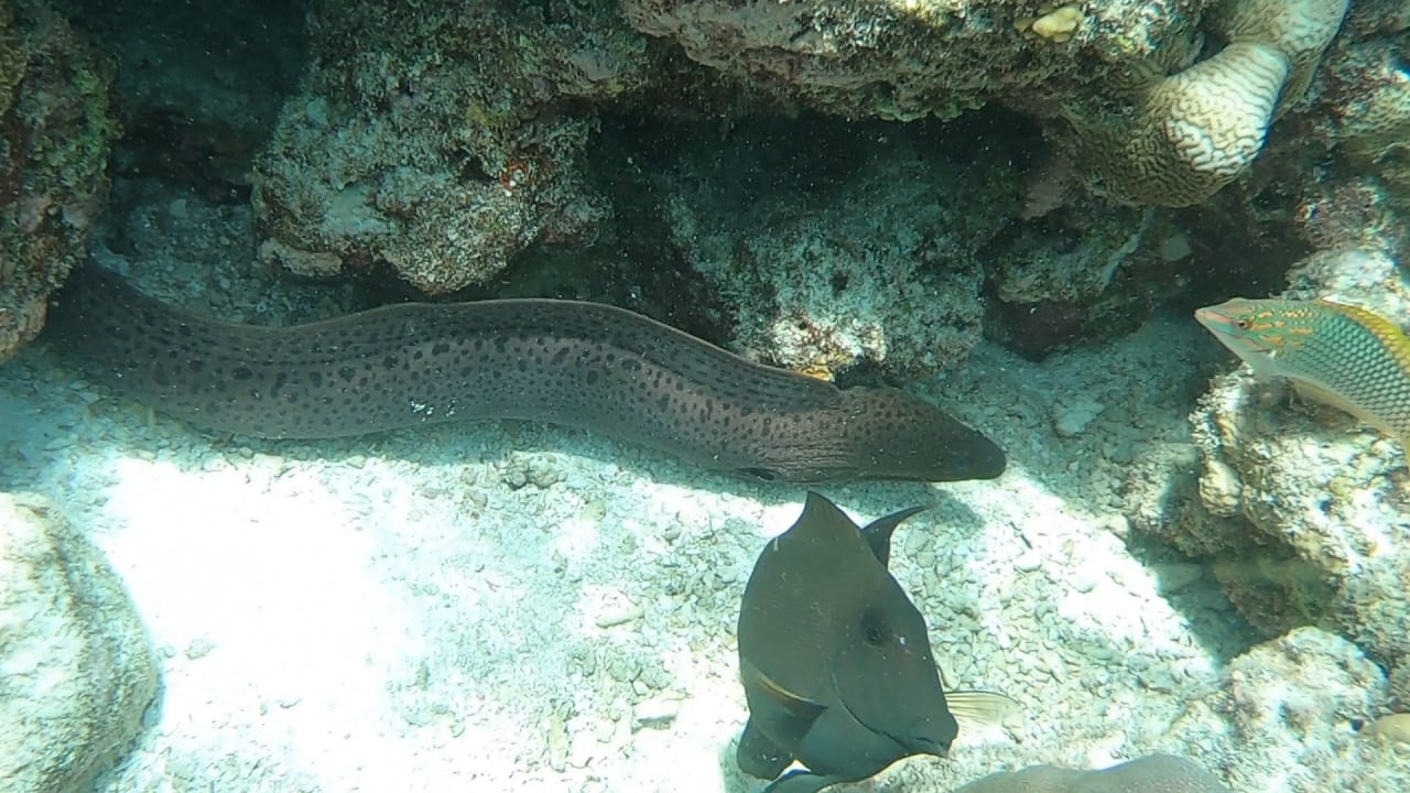 Sport & Freizeit NH Collection Maldives Reethi Resort