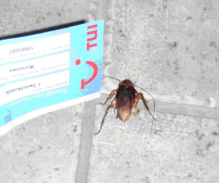 Karaluch w lindos princes beach Lindos Princess Beach Resort & Spa