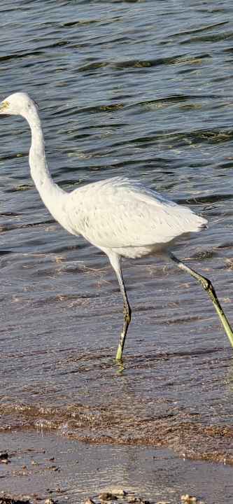 Sonstiges Stella Beach Resort & Spa Makadi Bay