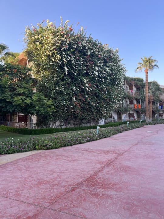 Außenansicht Desert Rose