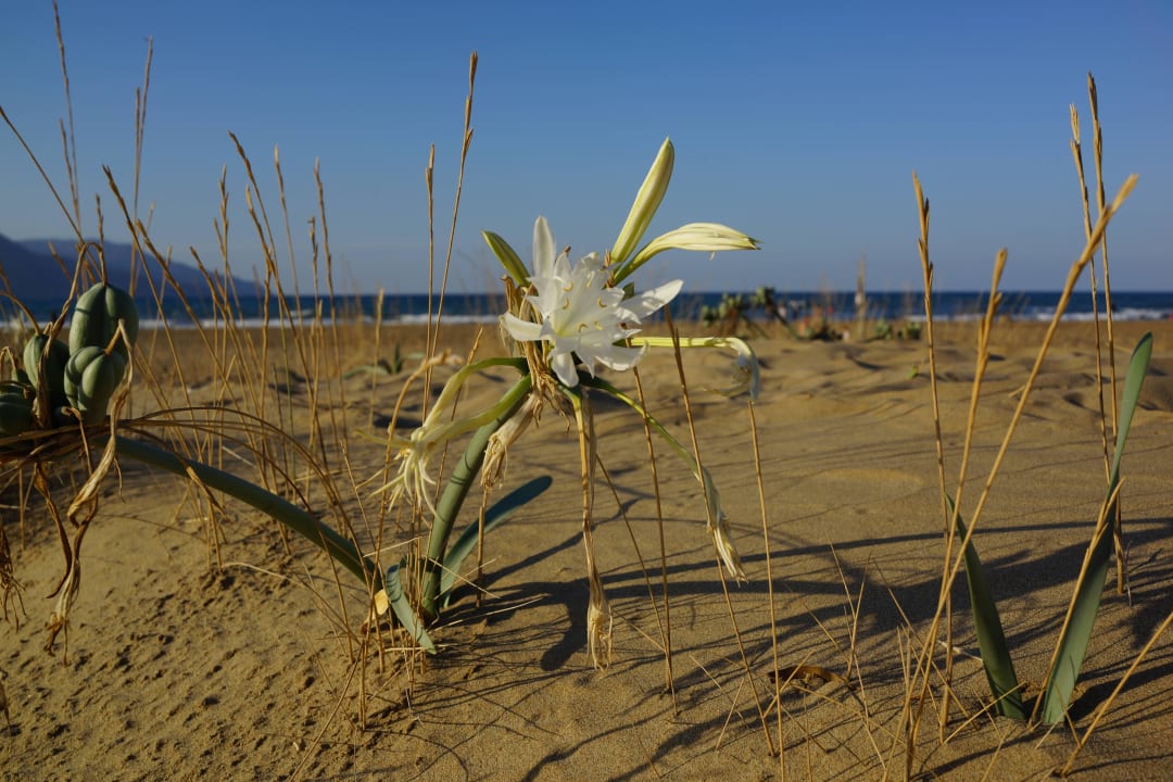 Schöne "Strandblumen". HARPIN Georgioupolis Resort Aquapark & SPA